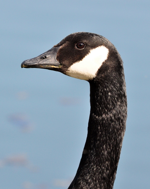 Branta canadensis